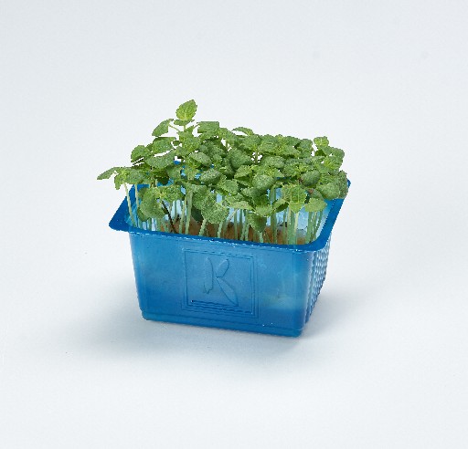 KOPPERT SHISO KRESSE GRÜN SCHALE Koppert Shiso Kresse Grün Schale