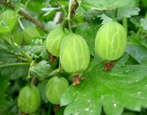 Stachelbeeren grün