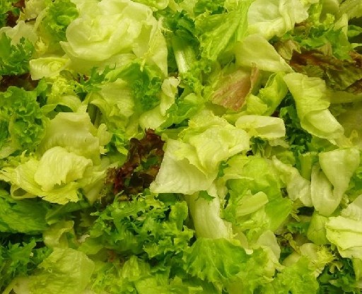 BLATTSALAT STAR 1KG (72) 50% Eisberg, je 12,5% Endivie, Frisee, Lollo Bionda und Rosso Blattsalat Star 1kg