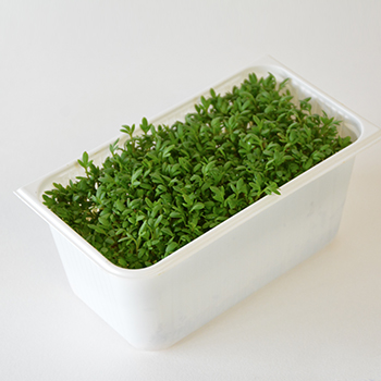 KRESSE FEIN  SCHALE / KG Kresse fein Schale / kg