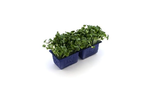 KOPPERT DAIKON KRESSE 16er  KISTE Koppert Daikonkresse 16er Kiste
