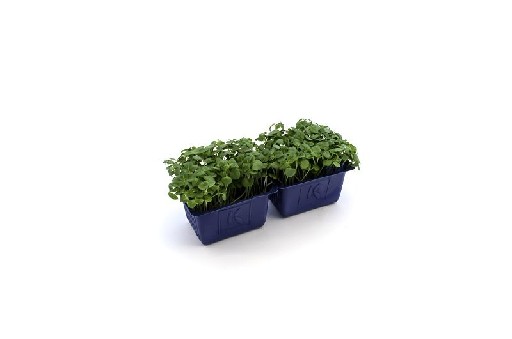 KOPPERT SHISO MIX 16er  KISTE Koppert Shiso-Mix 16er Kiste