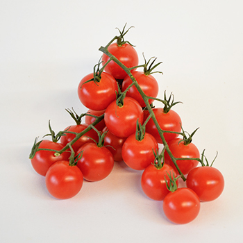 HONIGTOMATEN KLEIN AM STRAUCH KILO  Honigtomaten