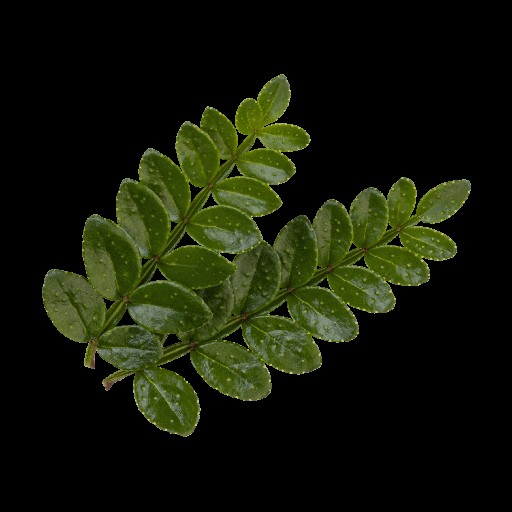 KOPPERT SANSHO LEAVES SCHALE Koppert Sansho Leaves Schale