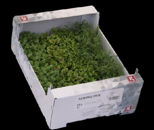 KOPPERT SPRING MIX KRESSE 16er KISTE Koppert Spring-Mix-Kresse 16er