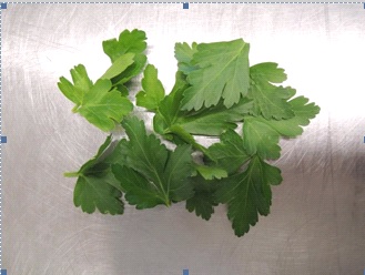 PETERSILIE GLATT GEZUPFT 100 G (72)  Petersilie glatt gezupft 100g