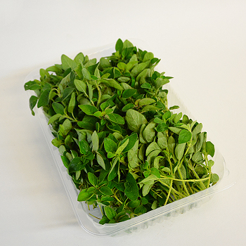 OREGANO 100G SCHALE Oregano 100g Schale