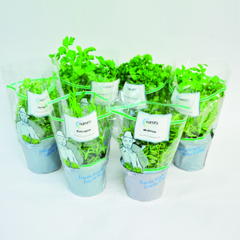 KRÄUTERTÖPFE 13 CM 8-FACH SORTIERT  Kräutertöpfe 13cm 8-fach sortiert