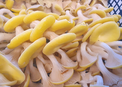 LIMONENSEITLINGE KILO Limonenseitlinge