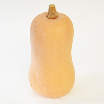 BUTTERKÜRBIS (FLASCHENKÜRBIS) Butterkürbis