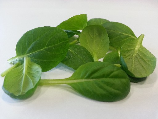 TATSOI ROT (NAPURO GSH) 250 G BEUTEL/KG Napuro Tatsoi Rot 250g Beutel/kg