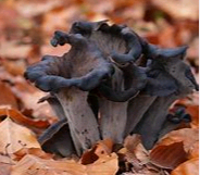Herbsttrompeten kg