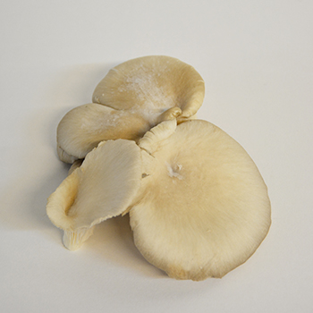 AUSTERNPILZE  Austernpilze 
