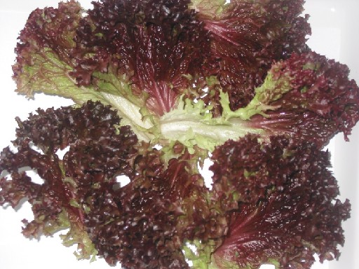 LOLLO ROSSO BLÄTTER GROß GEPUTZT UND SORTIERT (72) 0,5KG BEUTEL Lollo Rosso Blätter Groß geputzt und sortiert 0,5kg