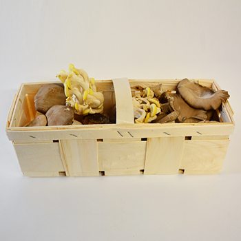 PILZMISCHUNG 1KG KISTE Braune Champignons / Kräuterseitling / Buchenpilze / Shiitake / Austernpilze Pilzmischung 1kg Korb