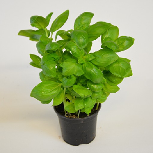 KRÄUTERTÖPFE BASILIKUM 13CM 8er KARTON Kräutertöpfe Basilikum 13cm 8er Karton