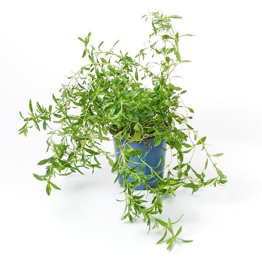 KRÄUTERTÖPFE BOHNENKRAUT 13CM 8er KARTON Kräutertöpfe Bohnenkraut 13cm 8er Karton