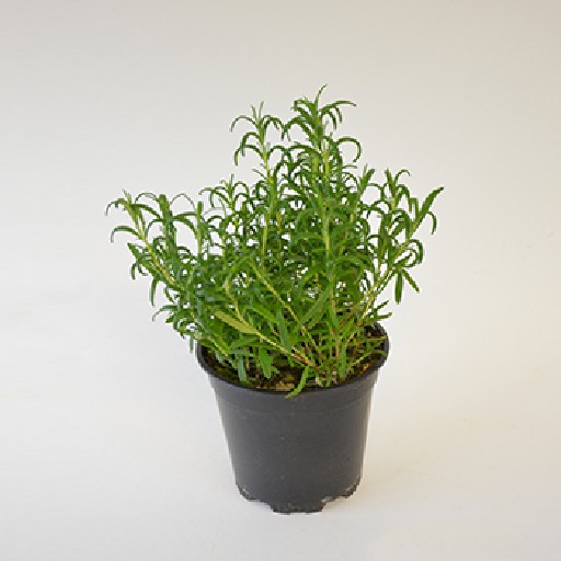 KRÄUTERTÖPFE ROSMARIN 13CM 8er KARTON Kräutertöpfe Rosmarin 13cm 8er Karton