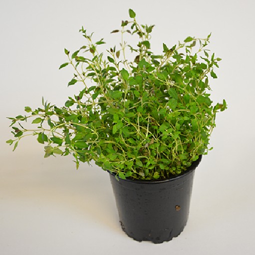 KRÄUTERTÖPFE THYMIAN 13CM 8er KARTON Kräutertöpfe Thymian 13cm 8er Karton