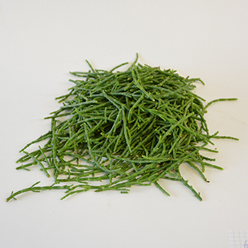 SALICORNIA  ALGEN KG Salicornia Algen kg
