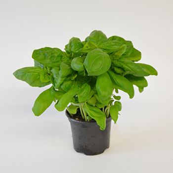 KRÄUTERTOPF "BASILIKUM" 13CM STÜCK Kräutertopf "Basilikum" 13cm Stück