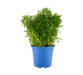 DILL 13cm  IM TOPF STÜCK Dill im Topf 13cm