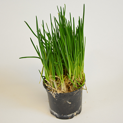 KRÄUTERTOPF "SCHNITTLAUCH" 13CM STÜCK Kräutertopf "Schnittlauch" 13cm 