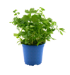 KRÄUTERTOPF "LIEBSTÖCKEL" 13CM  Kräutertopf "Liebstöckel" 13cm