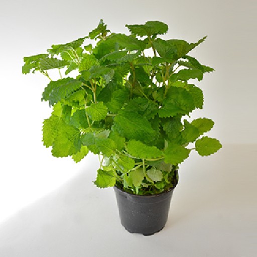 KRÄUTERTOPF "MELISSE" 13cm STÜCK Kräutertopf "Melisse" 13cm