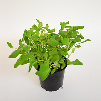 KRÄUTERTOPF "SALBEI" 13CM STÜCK Kräutertopf "Salbei"