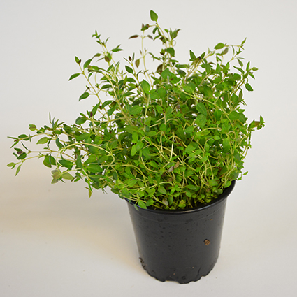 KRÄUTERTOPF "THYMIAN" 13CM STÜCK Kräutertopf "Thymian" 13cm Stück