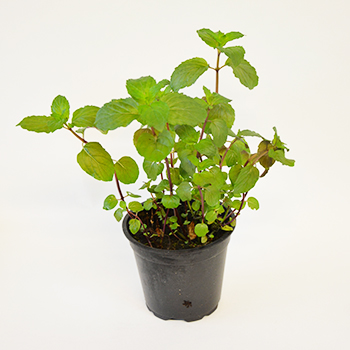 KRÄUTERTOPF "MINZE" 13CM STÜCK Kräutertopf "Minze" 13cm Stück