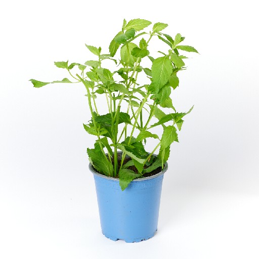 KRÄUTERTOPF "MINZE"  13CM STÜCK NAP Kräutertopf "Minze" 13cm Stück Nap