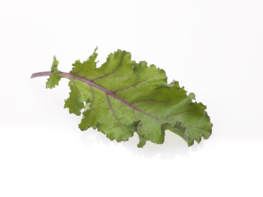 CURLY KALE   ( NAPURO GSH ) 200 GR BEUTEL Curly Kale 0,2kg Beutel