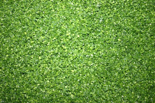 SCHNITTLAUCH GESCHNITTEN FEIN 2MM (72) 100G Schnittlauch geschnitten fein Rölllchen 2mm 100g