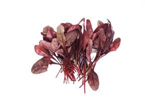 BULLS BLOOD/ROTE BETE BLÄTTER 250G NAPURO ( GSH ) Bulls Blood 250g