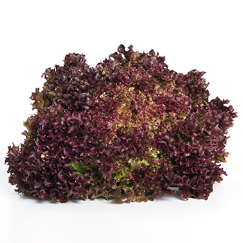 LOLLO ROSSO Lollo Rosso Stück