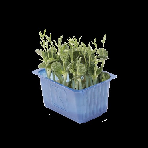 KOPPERT LUPINE KRESSE SCHALE Koppert Lupine Kresse Schale