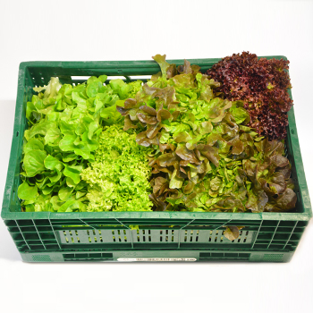MIXSALAT 10ER KISTE (OHNE ENDIVIEN OHNE EISBERG) 3 Rosso / 3 Bionda + je 2 Raisa u. Eichblatt Mixsalat (ohne Eisberg und Endivien) 10er Kiste