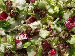 BLATTSALAT BARI (111) 1,0KG BEUTEL 60% Eisberg, 20% Lollo Rosso, je 10% Radicchio + Frisee in 30mm Streifen Blattsalat Bari 1kg Beutel
