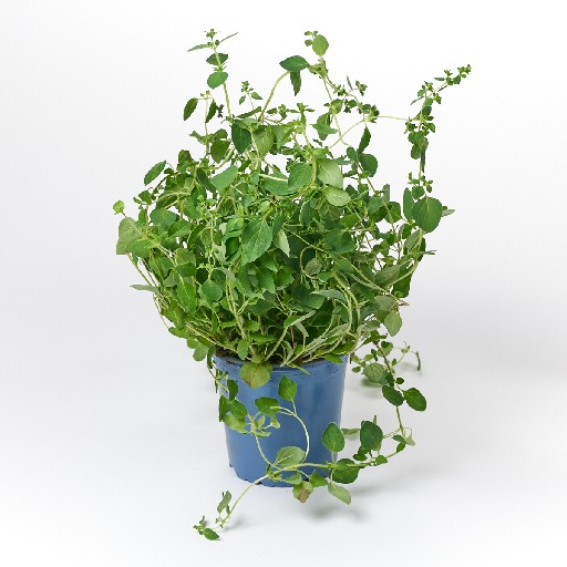 KRÄUTERTOPF "OREGANO" 13CM STÜCK NAP Kräutertopf "Oregano" 13cm Stück NAP