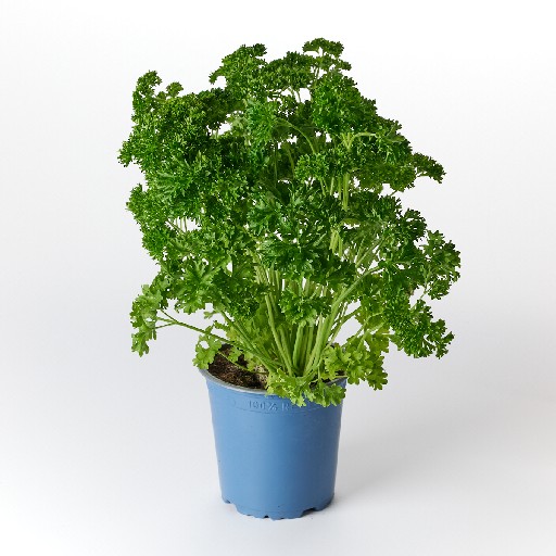 KRÄUTERTOPF "PETERSILIE KRAUS" 13CM STÜCK NAP Kräutertopf "Petersilie Kraus" 13cm Stück NAP