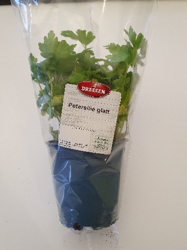 KRÄUTERTOPF "PETERSILIE GLATT" 13CM STÜCK NAP Kräutertopf "Petersilie Kraus" 13cm Stück NAP