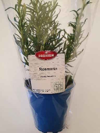 KRÄUTERTOPF "ROSMARIN" 13CM STÜCK NAP Kräutertopf "Rosmarin" 13cm Stück NAP