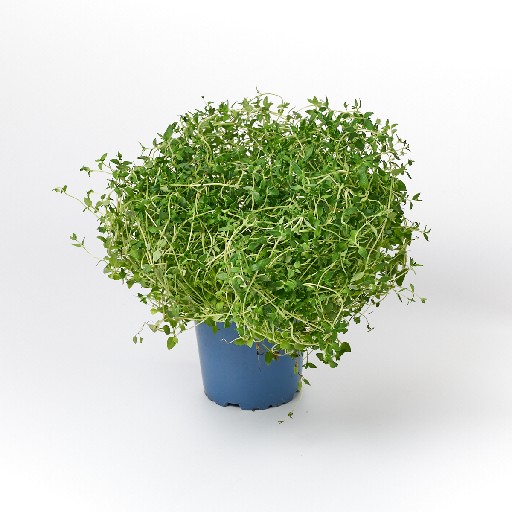 KRÄUTERTOPF "THYMIAN" 13CM STÜCK NAP Kräutertopf "Thymian" 13cm Stück NAP