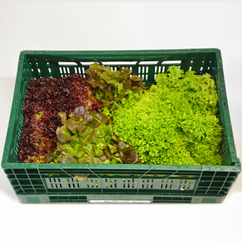 MIXSALAT 9ER KISTE Mixsalat Standard 9er Kiste