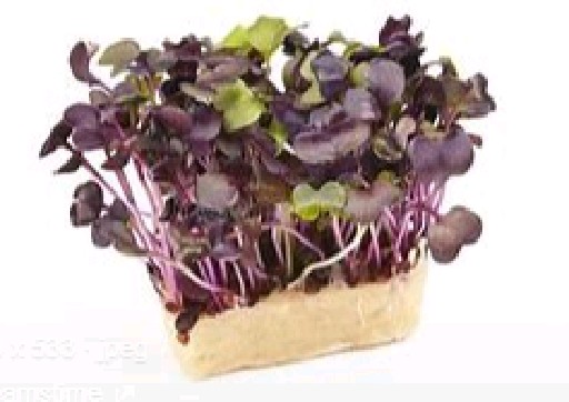 CRESCO RED MUSTARD KRESSE SCHALE Koppert/Cresco Red Mustard Kresse Schale 