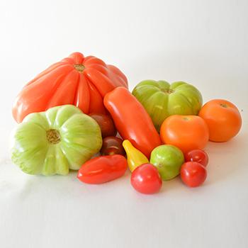 TOMATEN "INCA COLLECTION" 3,5 KG KISTE Tomaten "Inca Collection" grob 3,5 kg