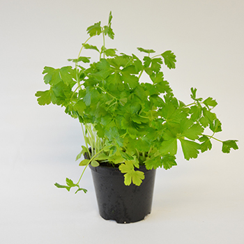 Kräutertopf "Petersilie glatt" 13cm