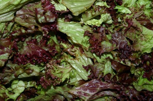 Lollo Rosso unsortiert 250g